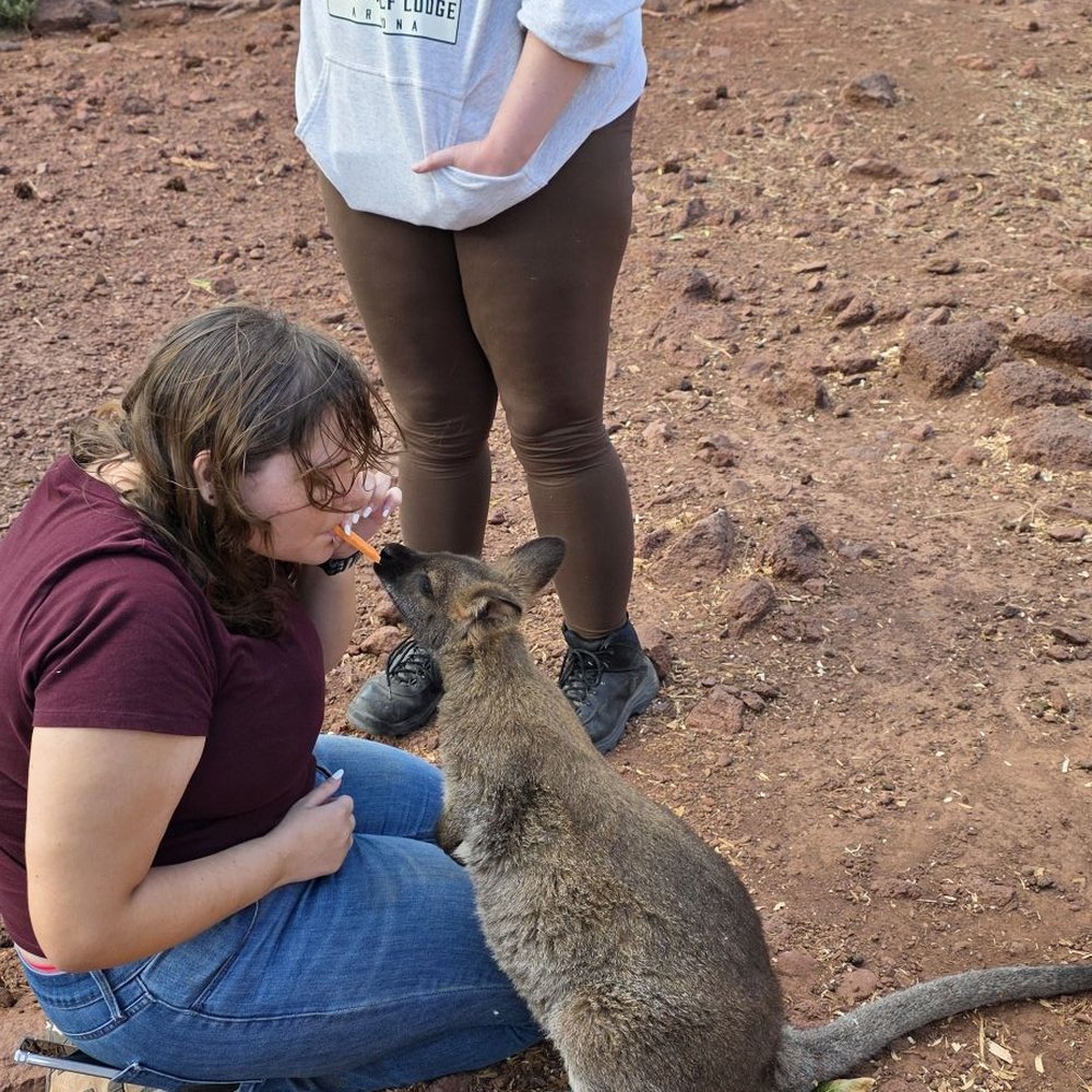 Grand Canyon Deer Farm - Feeding wallaby sweet potato fries - Zoos Near Me - Williams, Arizona Grand Canyon Deer Farm - Feeding wallaby sweet potato fries - Zoos Near Me - Williams, Arizona