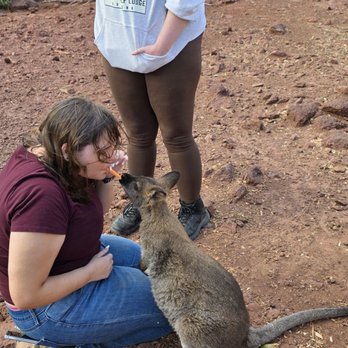 Grand Canyon Deer Farm - Feeding wallaby sweet potato fries - Zoos Near Me - Williams, Arizona Grand Canyon Deer Farm - Feeding wallaby sweet potato fries - Zoos Near Me - Williams, Arizona