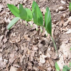Moselhöhenweg - Der Weißwurz (Polygonatum) blüht jetzt in den Wäldern