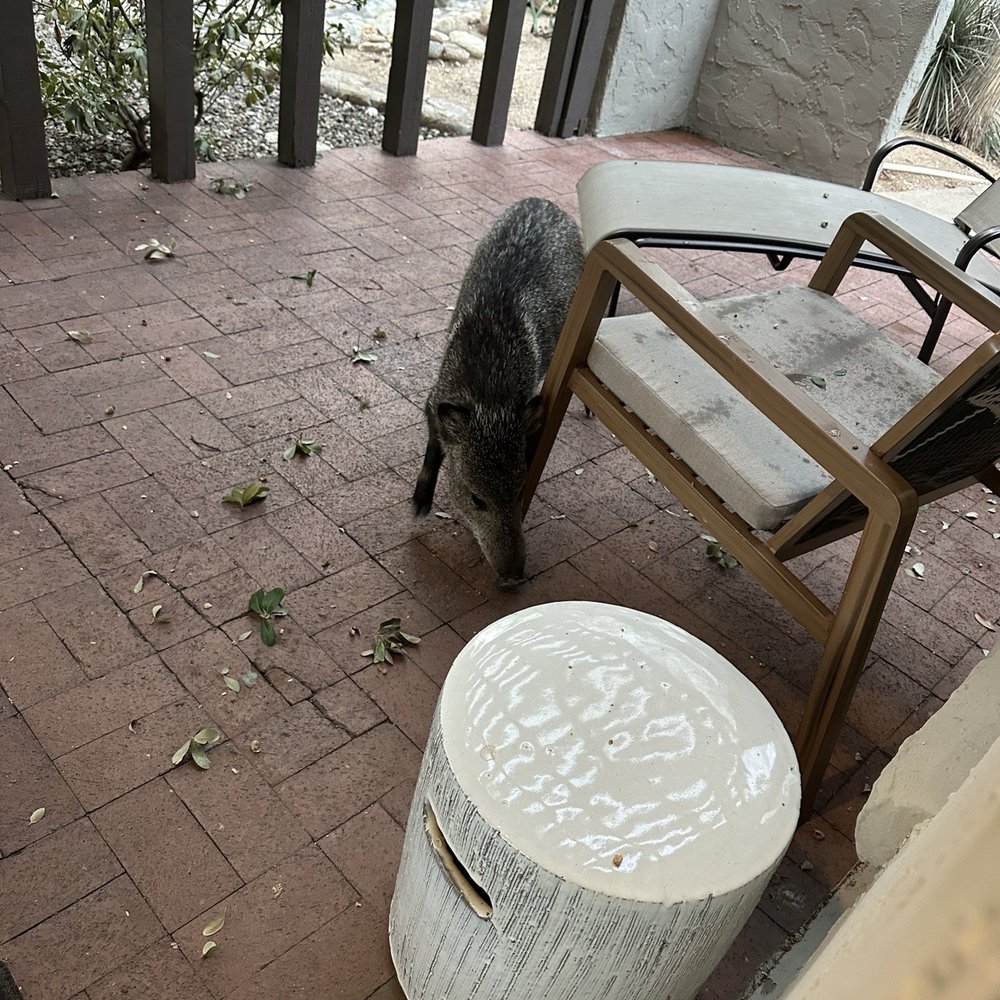 Wild Javalina's always on our patio. Wild Javalina's always on our patio.