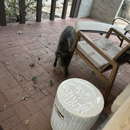 Wild Javalina's always on our patio.