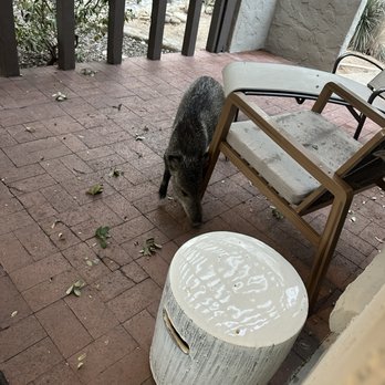 Canyon Ranch Tucson - Wild Javalina's always on our patio. - Resorts Near Me - Tucson, Arizona