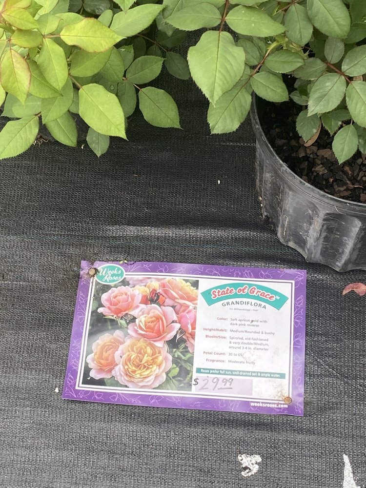 LAURA KAY’S NURSERY & FLORIST 10 Photos 5600 Cottage Hill Rd