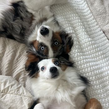 Whiskeytown Aussies - Pet Breeders Near Me Whiskeytown Aussies - Pet Breeders Near Me