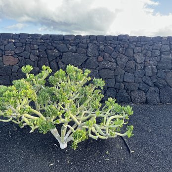 Islote de Fermina - Botanical Gardens Near Me - Arrecife, GC