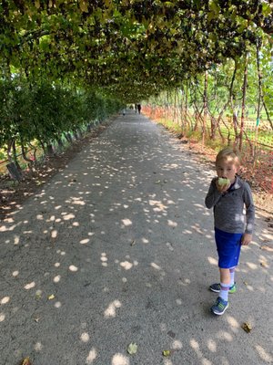 Belkin Family Lookout Farm - U-Pick Orchard - Taproom, Outdoor Dining and Market by null