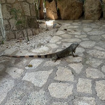 Xplor Park - iguana at the food court - Amusement Parks Near Me - Playa del Carmen, ROO