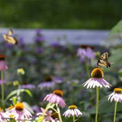 Caramoor Center For Music and the Arts