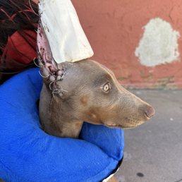 Ear Cropping