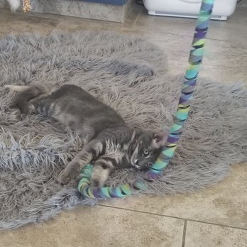 Tabby Tea Cat Lounge - Gandalf the Grey - up for adoption - Veterinarians Near Me - Davis, California Tabby Tea Cat Lounge - Gandalf the Grey - up for adoption - Veterinarians Near Me - Davis, California