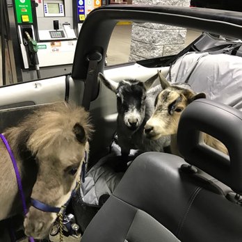 Amber Waves Pygmy Goats & Silkies - Yes, they wear harnesses and are seat-belted in! - Pet Stores Near Me - Norco, California