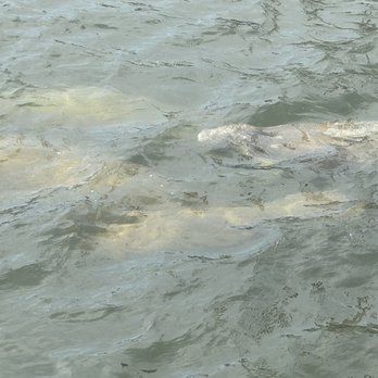 Manatee Viewing Center - Zoos Near Me - Apollo Beach, Florida