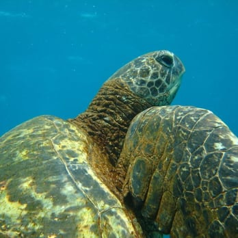 Seasport Divers - Fancy Lady Turtle - Scuba Diving Near Me - Koloa, Hawaii Seasport Divers - Fancy Lady Turtle - Scuba Diving Near Me - Koloa, Hawaii