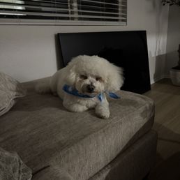 When I picked him up from the groomers When I picked him up from the groomers