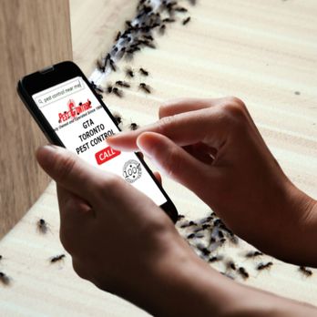 GTA Toronto Pest Control - Ant exterminator in Toronto - Pest Control Near Me - Toronto, Ontario GTA Toronto Pest Control - Ant exterminator in Toronto - Pest Control Near Me - Toronto, Ontario