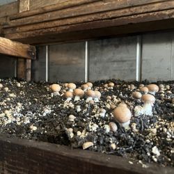 Mushrooms growing in flats