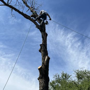 Roberts Tree Service - Tree Services Near Me