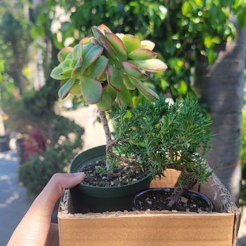 Mickey Hargitay Plants - Succulent and bonsai (juniper) - Nurseries & Gardening Near Me - Los Angeles, California Mickey Hargitay Plants - Succulent and bonsai (juniper) - Nurseries & Gardening Near Me - Los Angeles, California