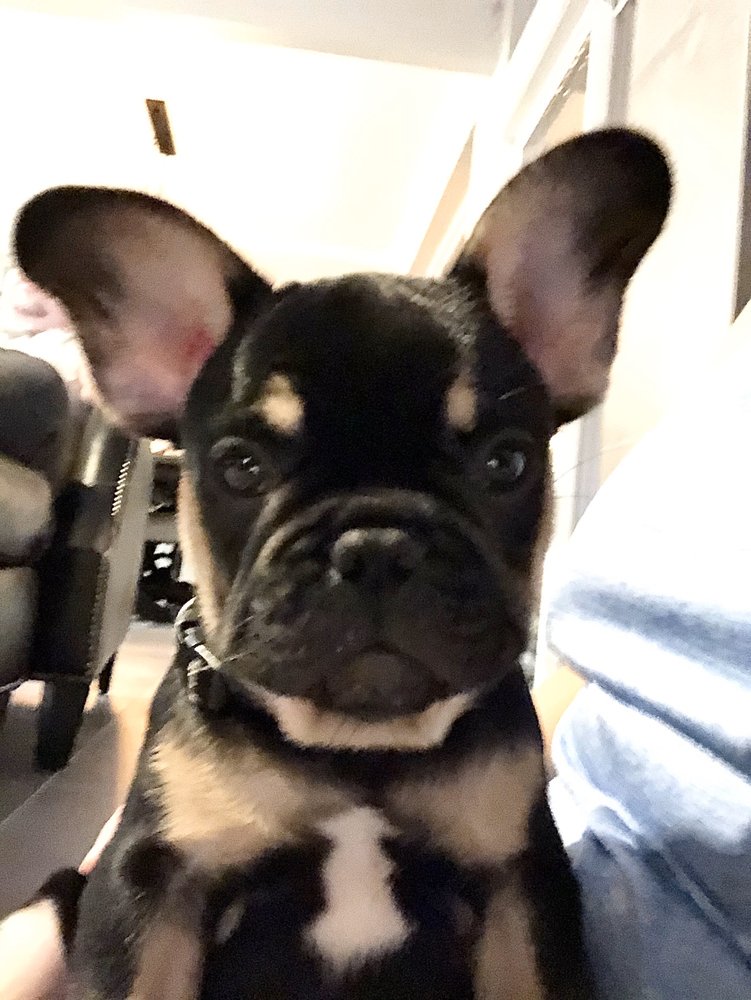 MORTON SMALL ANIMAL CLINIC - 21 Reviews - Veterinarians - 1404 E Tyler MORTON SMALL ANIMAL CLINIC - 21 Reviews - Veterinarians - 1404 E Tyler