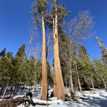 Trail of 100 Giants - Hiking Near Me - Springville, California Trail of 100 Giants - Hiking Near Me - Springville, California