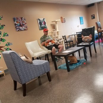 Kitty Brew Cat Cafe - Pet Adoption Near Me - Mason, Ohio