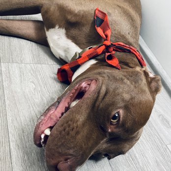 Well Mannered Bullies - This is our dog, the most lovable and sweet fur baby ever! - Pet Training Near Me Well Mannered Bullies - This is our dog, the most lovable and sweet fur baby ever! - Pet Training Near Me