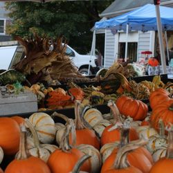Levi’s Pumpkin Patch