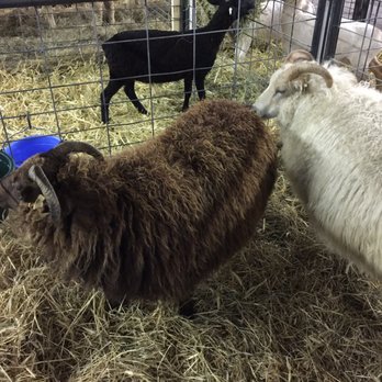 Washington County Fair - Lots of awesome animals - Festivals Near Me - Greenwich, New York