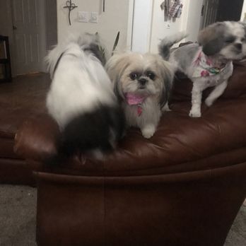 Waggin' Tails Dog Wash - Pet Groomers Near Me - Gilbert, Arizona