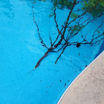 Sky Tree Service - Sky Tree Service in Vaughan Ontario kept dropping 15 & 20 foot limbs into my pool. - Tree Services Near Me Sky Tree Service - Sky Tree Service in Vaughan Ontario kept dropping 15 & 20 foot limbs into my pool. - Tree Services Near Me