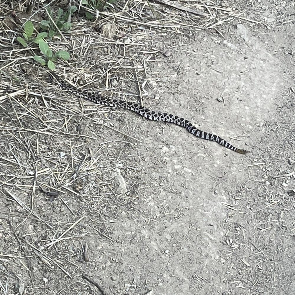Snake Snake