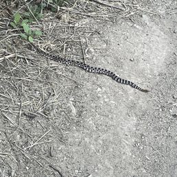 Snake Snake