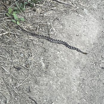 Millard Canyon - Snake - Parks Near Me - Altadena, California Millard Canyon - Snake - Parks Near Me - Altadena, California