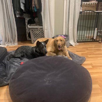 Rowdy Pups Dog Training - Pet Training Near Me Rowdy Pups Dog Training - Pet Training Near Me