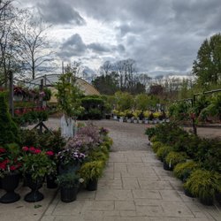 Michigan Timber Shack - So many different bushes and shrubs.