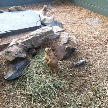 Tregembo Animal Park - Dramatic Prairie Dog (don't worry, they have non-dramatic ones, too...) - Zoos Near Me - Wilmington, North Carolina Tregembo Animal Park - Dramatic Prairie Dog (don't worry, they have non-dramatic ones, too...) - Zoos Near Me - Wilmington, North Carolina