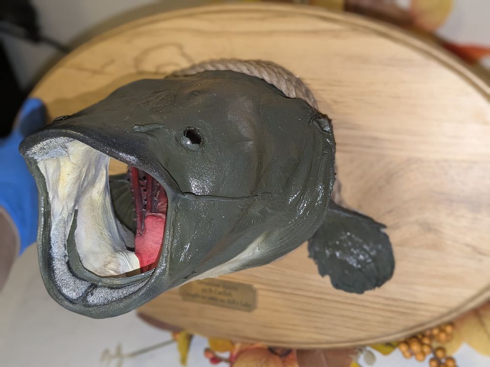 Fords Back2Life - taxidermy in Louisville, KY