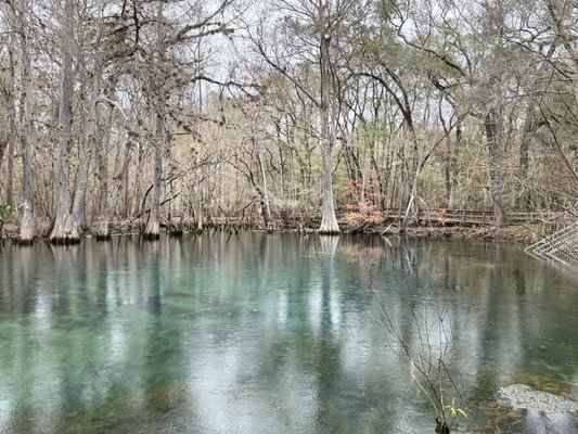 Manatee Springs by null