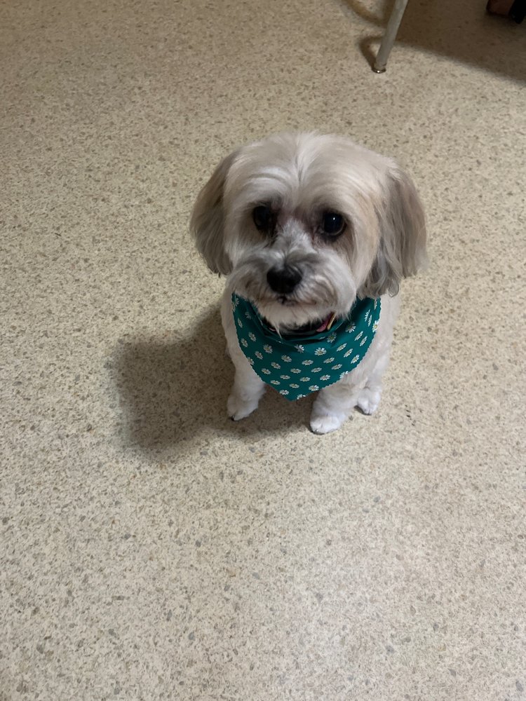 ANIMAL HOUSE GROOMING Updated August 2024 70 Photos & 10 Reviews