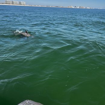Hudson Marina - Dolphin - Fishing Near Me - Orange Beach, Alabama