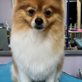 Blue Dogs Grooming - Monster the Pomapoo - Pet Groomers Near Me - Escondido, California