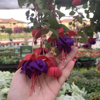 Cornelius Nursery - Nurseries & Gardening Near Me - Katy, Texas