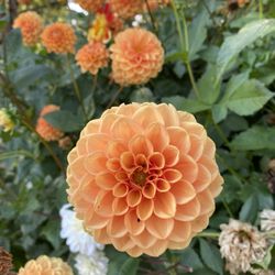 Hentze Family Farm - Flowers and gardens on the property.