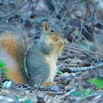 Ragle Ranch Regional Park - Happy squirrel - Parks Near Me - Sebastopol, California Ragle Ranch Regional Park - Happy squirrel - Parks Near Me - Sebastopol, California