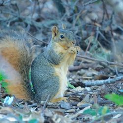 Ragle Ranch Regional Park - Happy squirrel