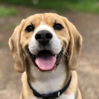 Poo Happens - Clean yard, happy pet! - Pet Waste Removal Near Me Poo Happens - Clean yard, happy pet! - Pet Waste Removal Near Me