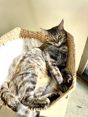Cat & Craft by null
