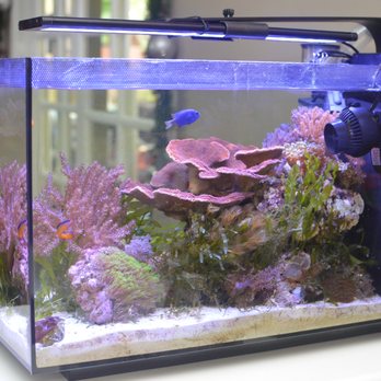 brine shrimp for betta fish