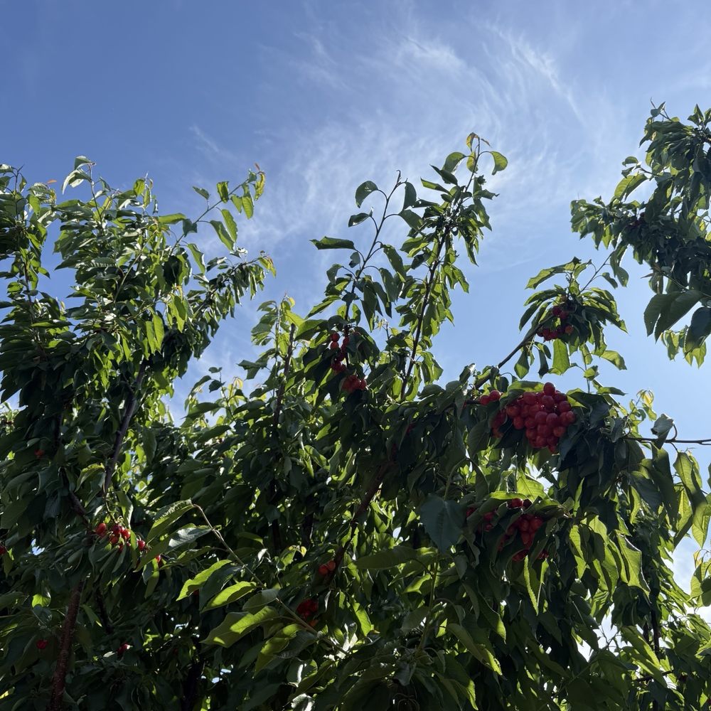 Long Shadow farm - Pick Your Own Farms Near Me - Byron, California Long Shadow farm - Pick Your Own Farms Near Me - Byron, California