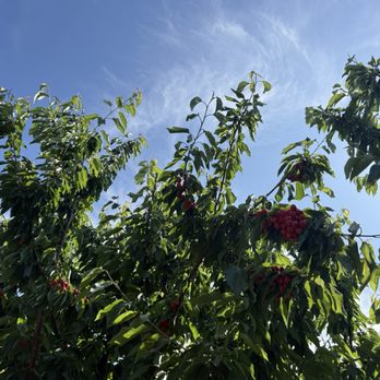 Long Shadow farm - Pick Your Own Farms Near Me - Byron, California Long Shadow farm - Pick Your Own Farms Near Me - Byron, California